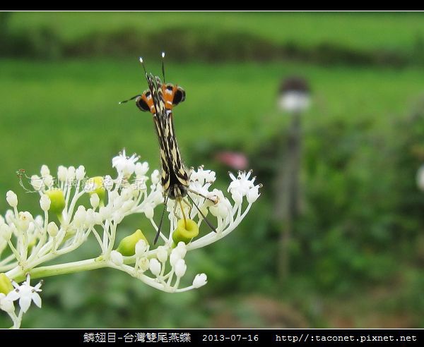 鱗翅目-台灣雙尾燕蝶_10.jpg
