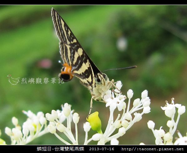 鱗翅目-台灣雙尾燕蝶_09.jpg