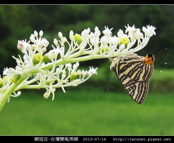 鱗翅目-台灣雙尾燕蝶_08.jpg