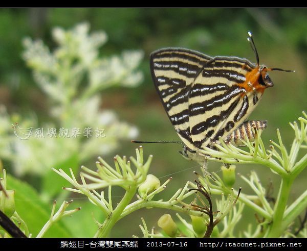 鱗翅目-台灣雙尾燕蝶_06.jpg