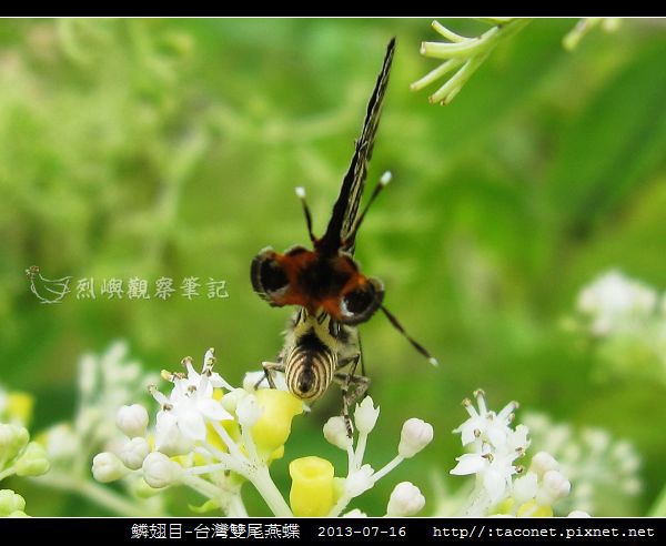 鱗翅目-台灣雙尾燕蝶_05.jpg