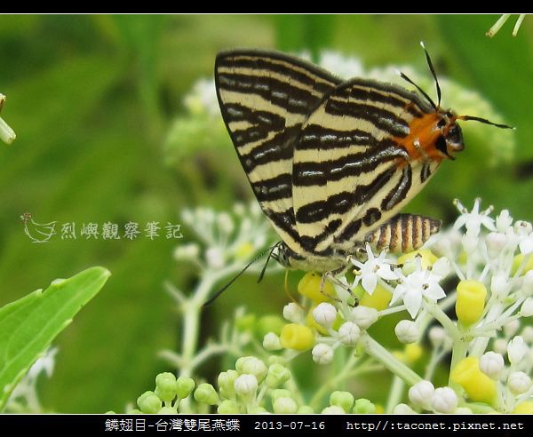鱗翅目-台灣雙尾燕蝶_04.jpg