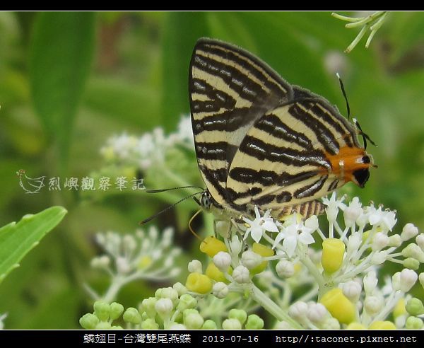 鱗翅目-台灣雙尾燕蝶_03.jpg
