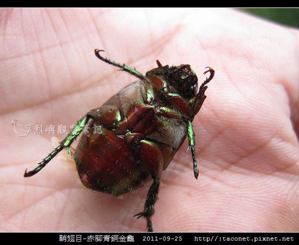 鞘翅目-赤腳青銅金龜_04.jpg