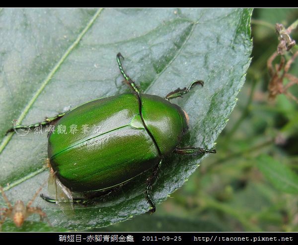 鞘翅目-赤腳青銅金龜_02.jpg