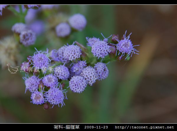 菊科-貓腥草_03.jpg