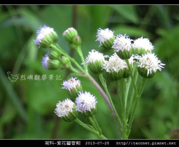 菊科-紫花藿香薊_06.jpg