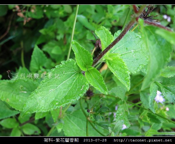 菊科-紫花藿香薊_05.jpg