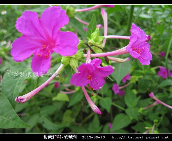 紫茉莉科-紫茉莉_15.jpg