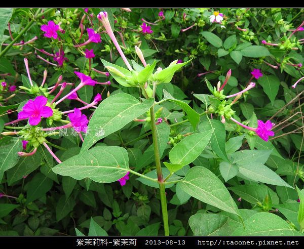 紫茉莉科-紫茉莉_03.jpg