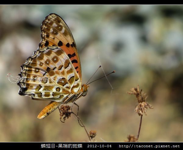 鱗翅目-黑端豹斑蝶相簿封面