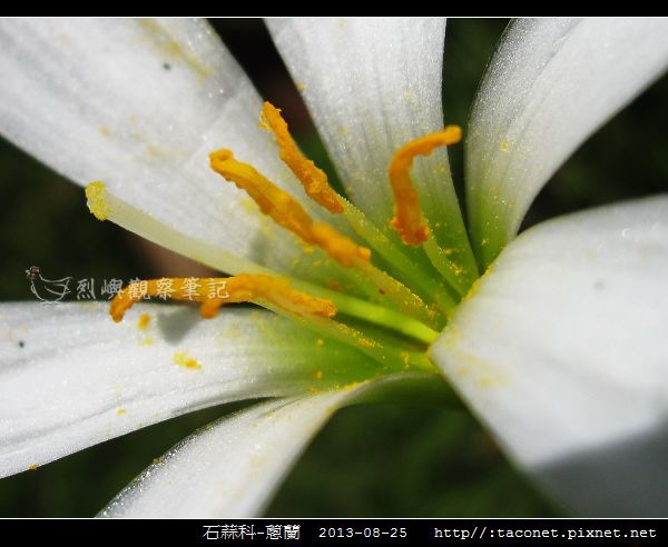 石蒜科-蔥蘭_13.jpg