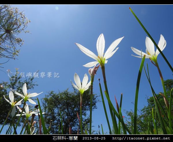 石蒜科-蔥蘭_08.jpg