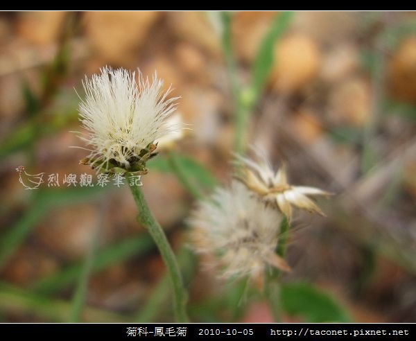 菊科-鳳毛菊_03.jpg