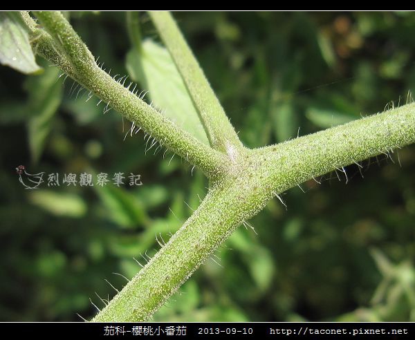 茄科-櫻桃小番茄_09.jpg