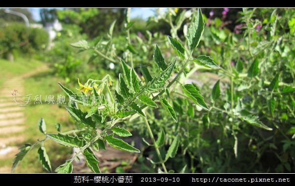 茄科-櫻桃小番茄_11.jpg