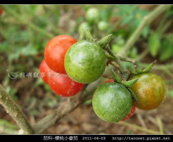 茄科-櫻桃小番茄_03.jpg