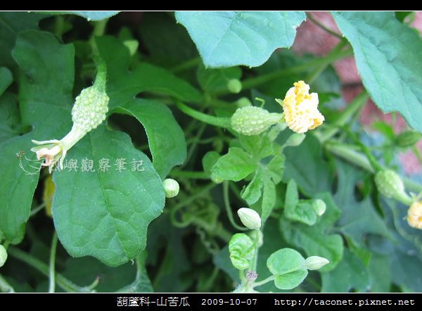 葫蘆科-山苦瓜_03.jpg