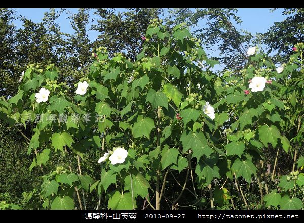 錦葵科-山芙蓉_09.jpg