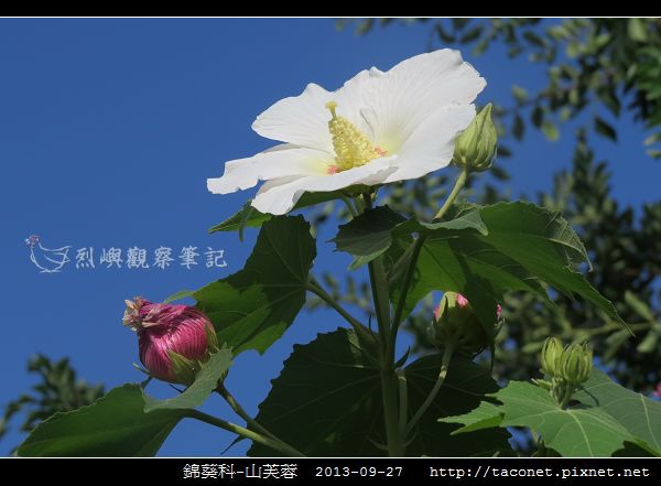 錦葵科-山芙蓉_08.jpg