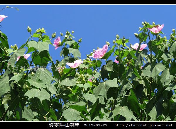 錦葵科-山芙蓉_13.jpg
