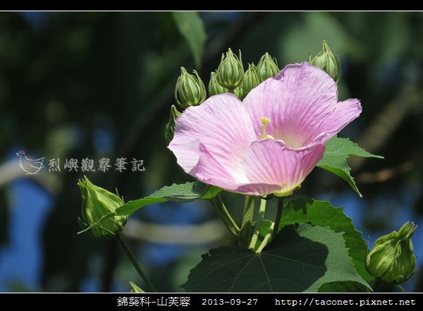 錦葵科-山芙蓉_12.jpg