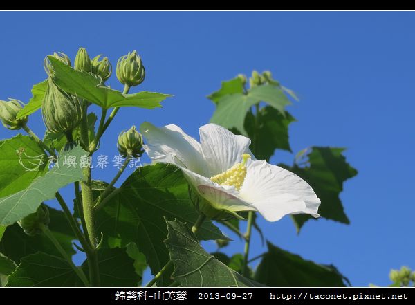 錦葵科-山芙蓉_11.jpg