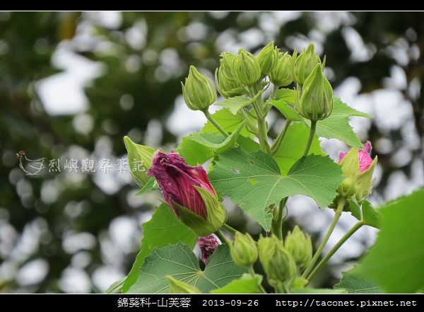 錦葵科-山芙蓉_03.jpg