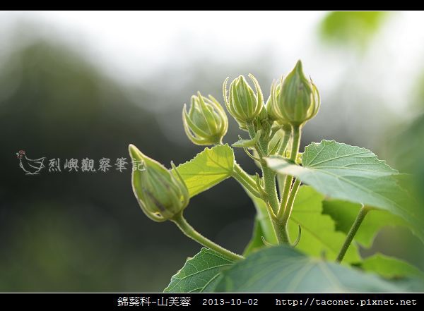錦葵科-山芙蓉_02.jpg