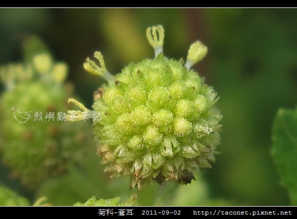 菊科-蒼耳_12.jpg