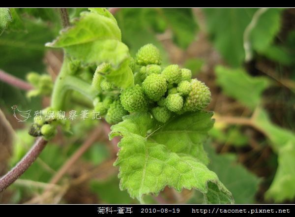 菊科-蒼耳_02.jpg