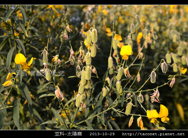 豆科-太陽麻_04.jpg