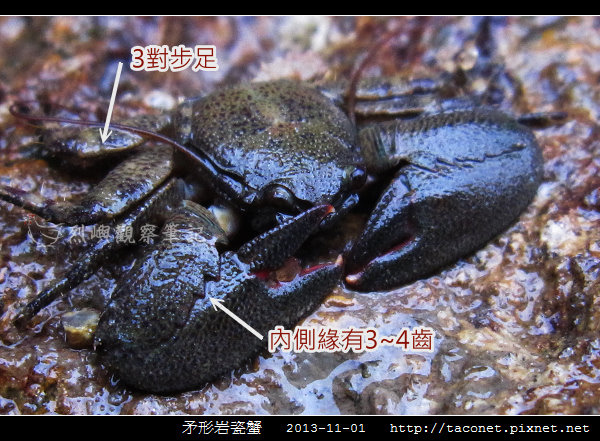 矛形岩瓷蟹_01.jpg