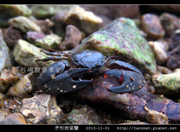 矛形岩瓷蟹_11.jpg