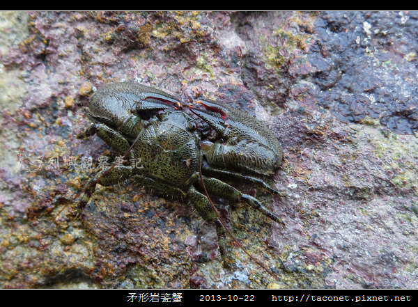 矛形岩瓷蟹_02.jpg