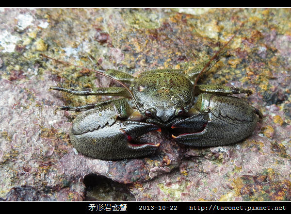 矛形岩瓷蟹_10.jpg