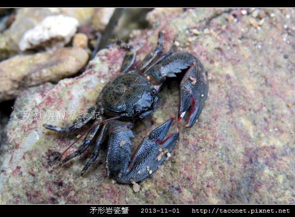 矛形岩瓷蟹_08.jpg