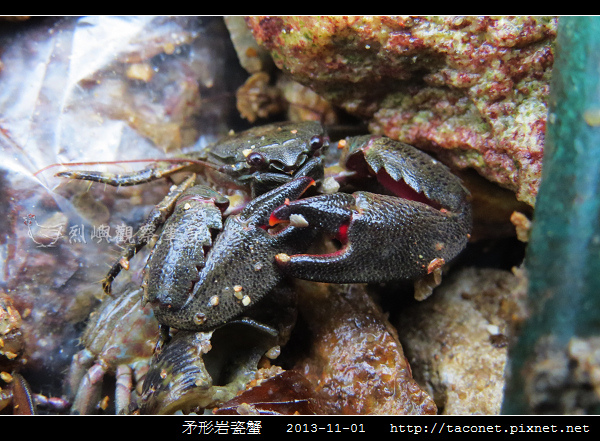 矛形岩瓷蟹_07.jpg