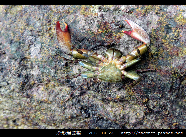 矛形岩瓷蟹_04.jpg