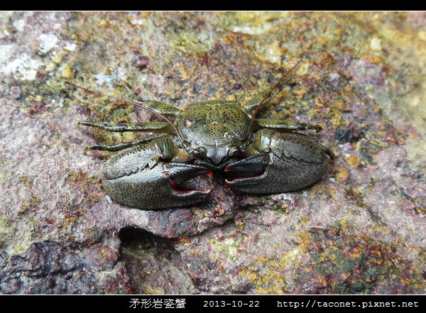 矛形岩瓷蟹_03.jpg