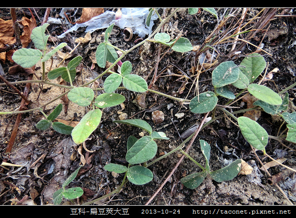 豆科-扁豆莢大豆_15.jpg