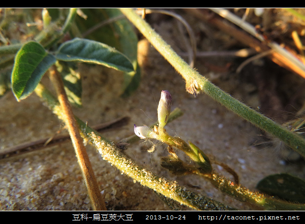 豆科-扁豆莢大豆_10.jpg
