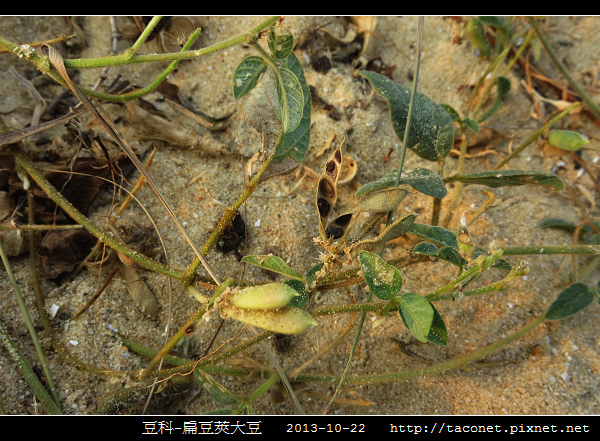 豆科-扁豆莢大豆_09.jpg
