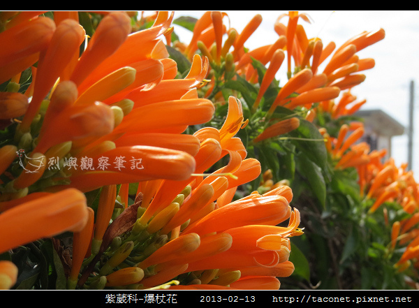 紫葳科-爆杖花_11.jpg