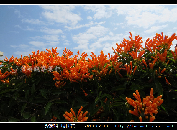 紫葳科-爆杖花_09.jpg