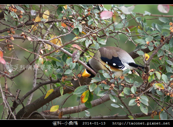 燕雀目 小桑鳲_10.jpg