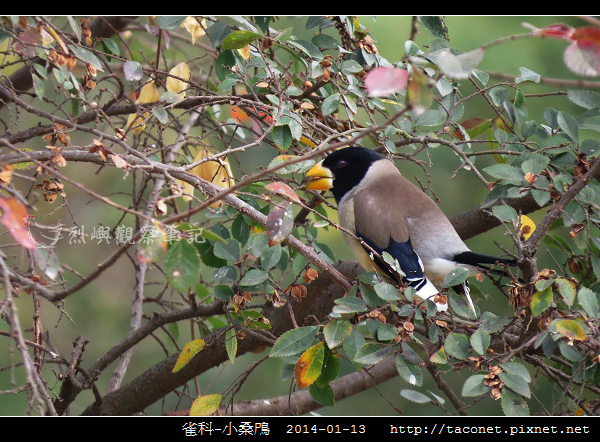 燕雀目 小桑鳲_09.jpg