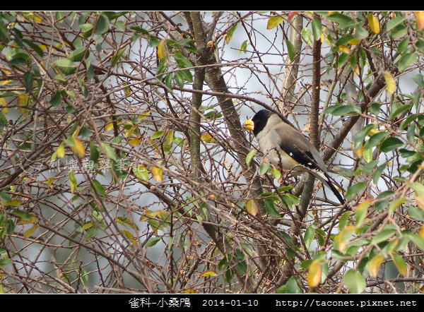 雀科-小桑鳲_01.jpg