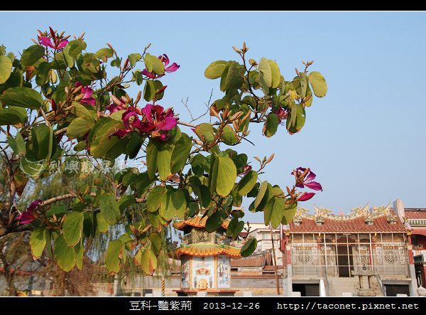 豆科-豔紫荊_10.jpg