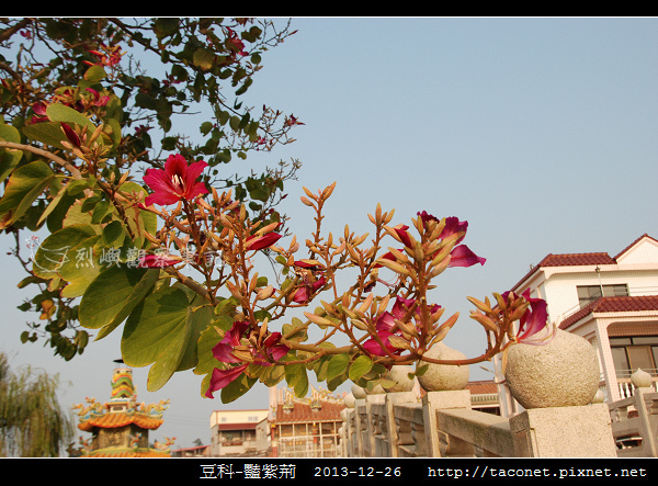 豆科-豔紫荊_05.jpg